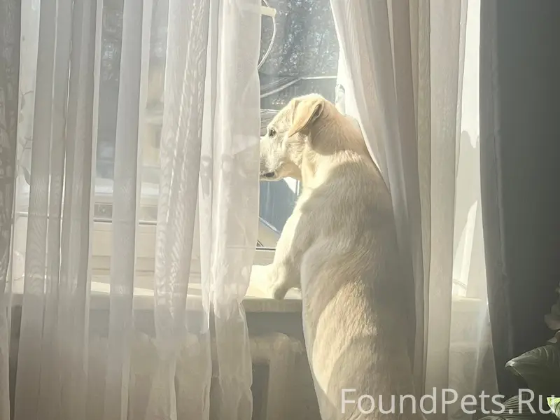 Пропал пёс Белок, Чурилово
