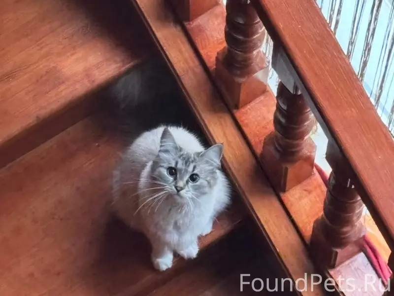 Пропала кошка, район улицы Дальняя