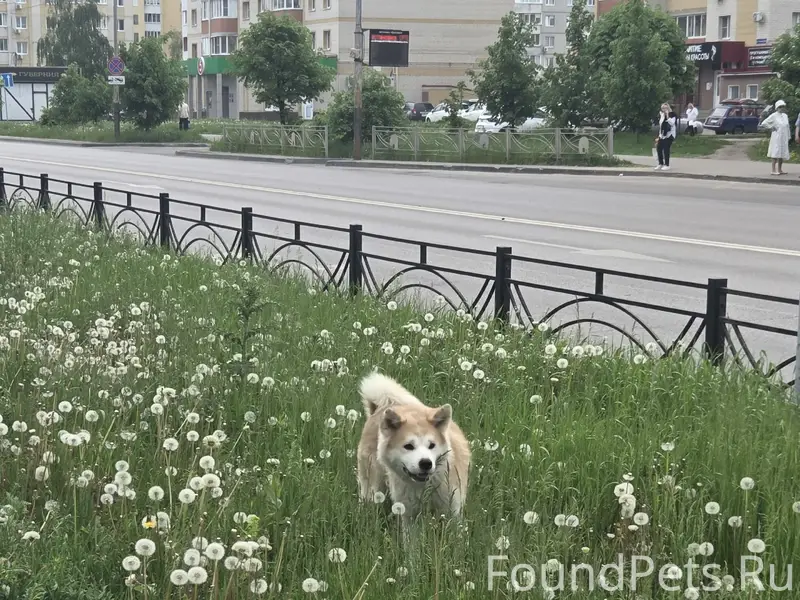 Пропала акита, Чичерина