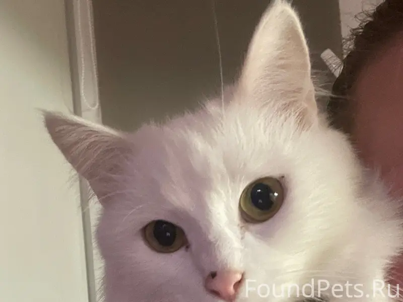 Пропала кошка Кошка, химик