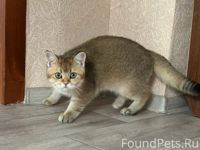 Пропал кот Масик, с. Засосна
