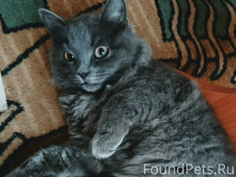 Пропал кот, Аэродромная 5