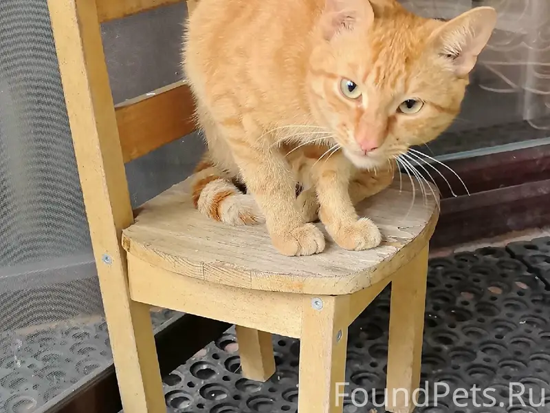 Найден котик, Таврово 4