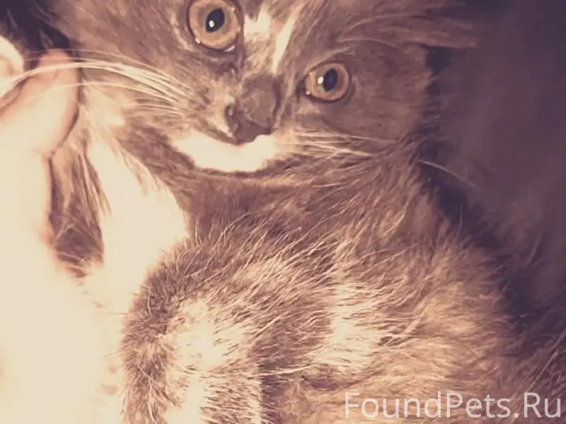 Пропала кошка,