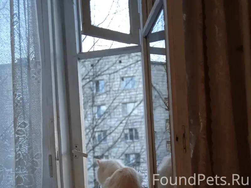 Пропал кот Лёлик, Сыктывкар