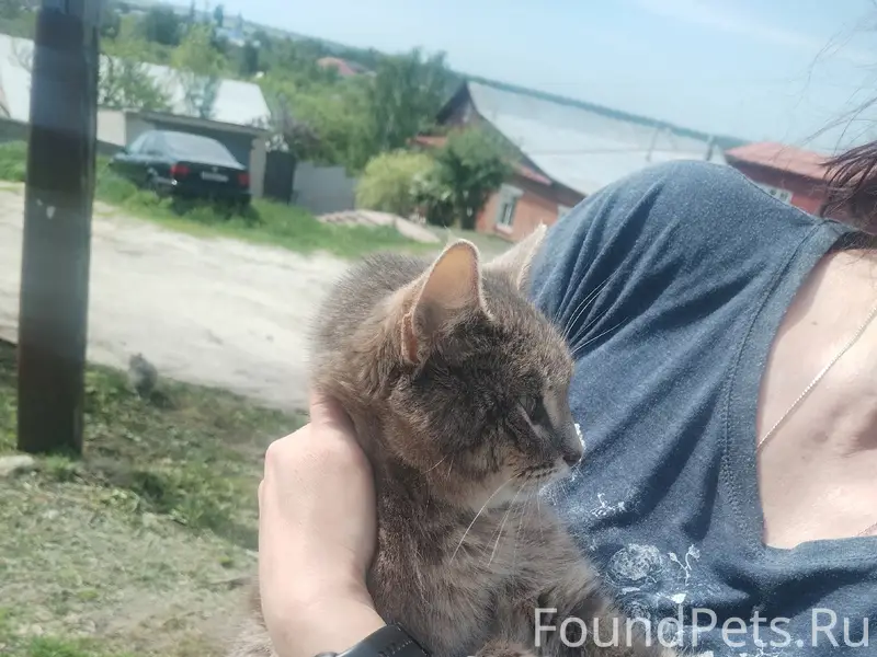 Найдена кошка, [место не указано]