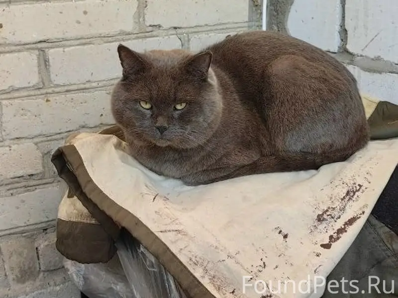 Пропал кот, ул. Киржачская
