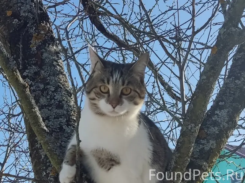 Пропала кошка, район Шпилево