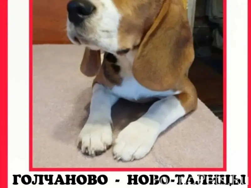 Пропала бигль Дуня, Голчаново (Ново-Талицы), Иваново