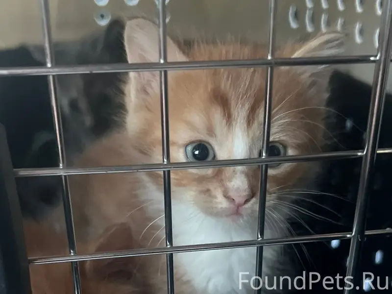 Найдены котята, 9 км Зелёной зоны