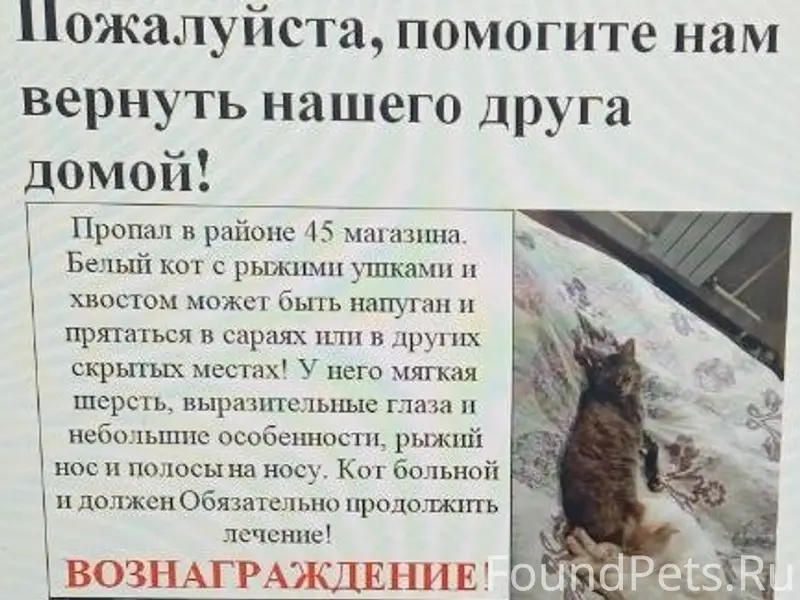 Пропал кот Лютик, район 45 магазина