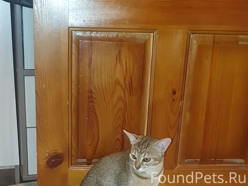 Пропал кот Феликс, п. Козелино