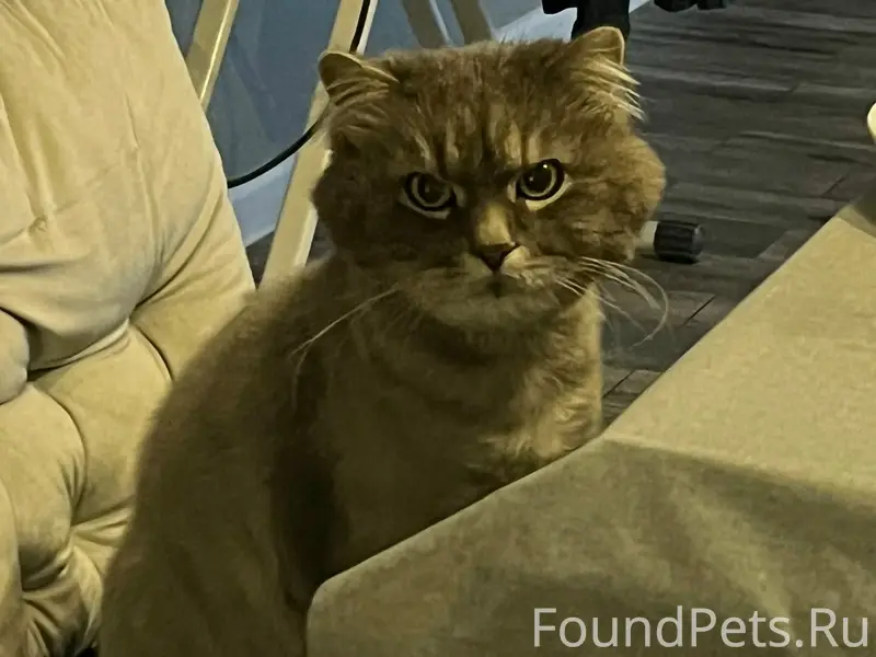 Пропал кот Марсик, Таврово 6