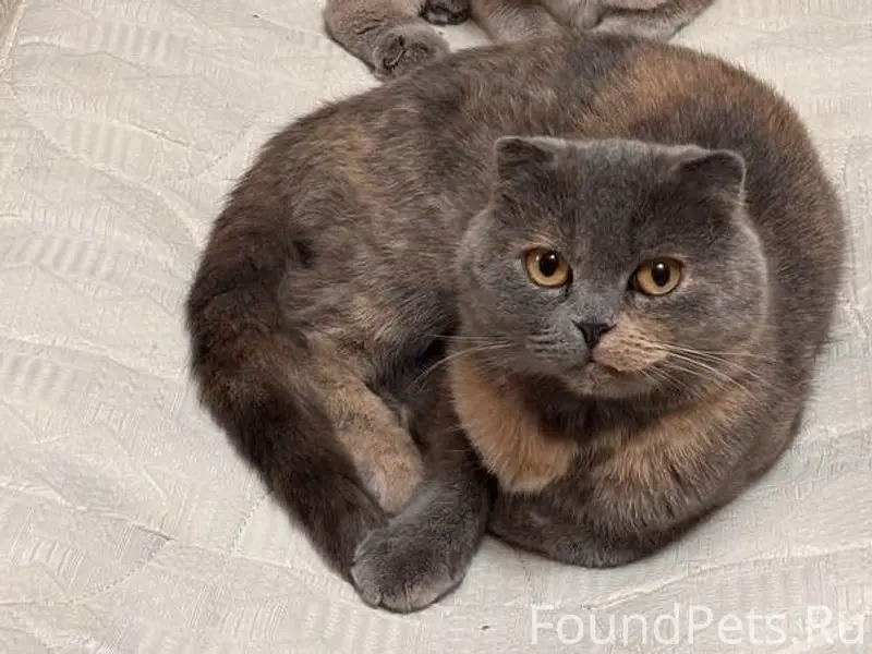 Пропала серая кошка, улица Комсомольская