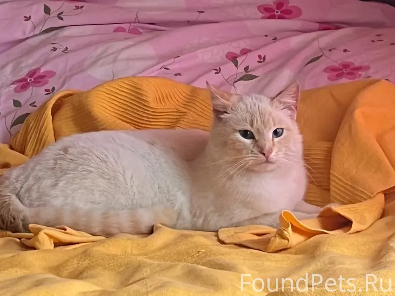 Найден кот, п. Фролово