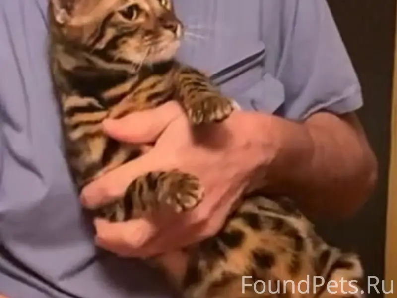 Пропала бенгальская кошка Дана, Иваново, ул. Гагарина