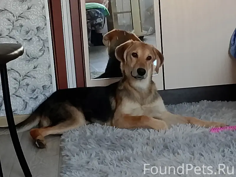 Пропала собака Бэлла