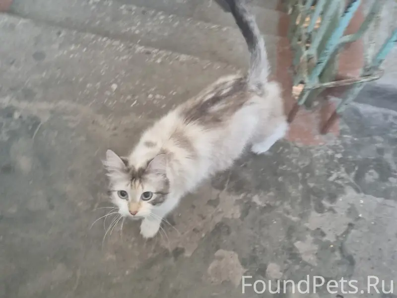 Пропала кошка, ищет своего человека