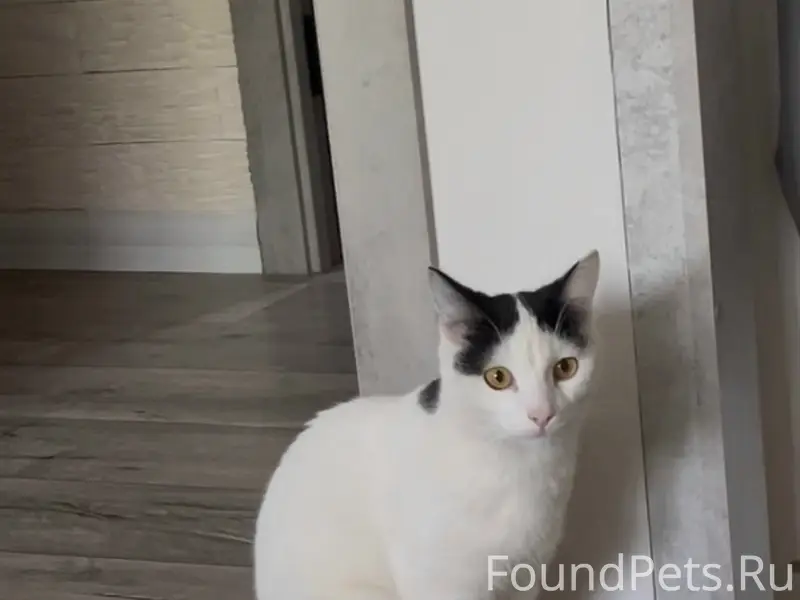 Найдена кошка, Сода
