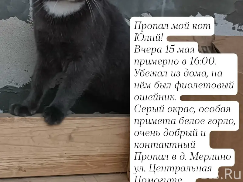 Пропал кот Юлий, д. Мерлино