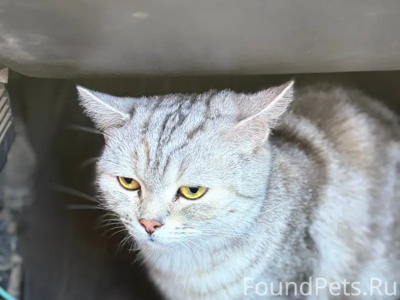 Пропала кошка Кося, район 44 общаг