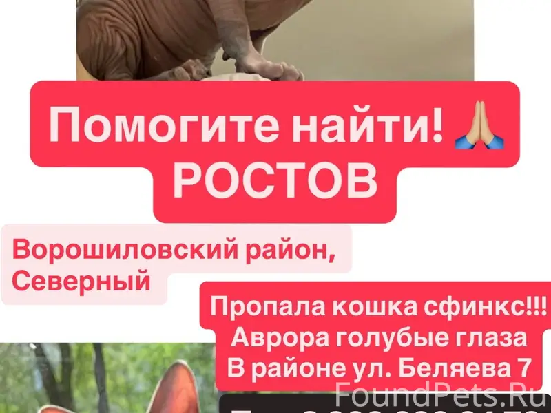 Пропала кошка сфинкс Аврора, Ростов