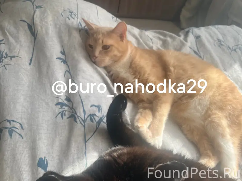 Пропал рыжий кот Кусь, Левый берег, Сурповская