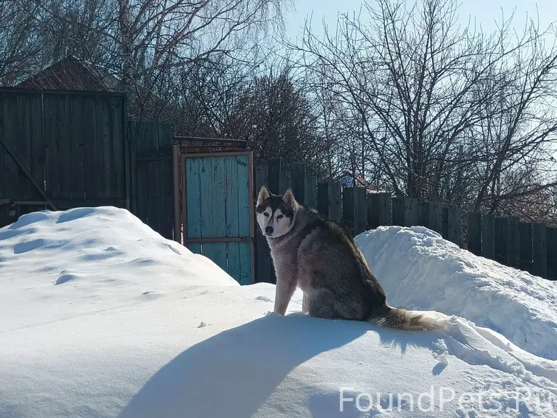 Пропал хаски Мишка, посёлок Высокий