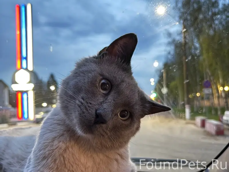 Пропал кот, п. Бабушкино-снт Маяк