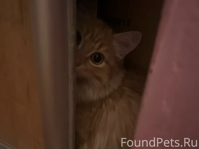 Пропал кот 