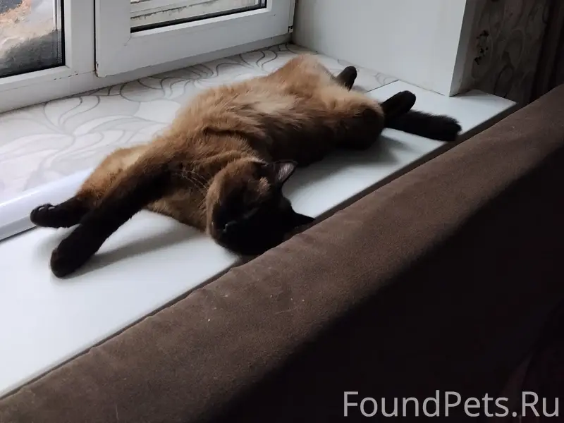 Пропал кот, Советская, 3 корпус 2