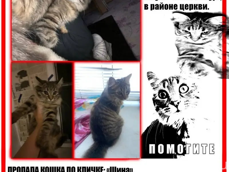 Пропала кошка Шина, г. Темрюк