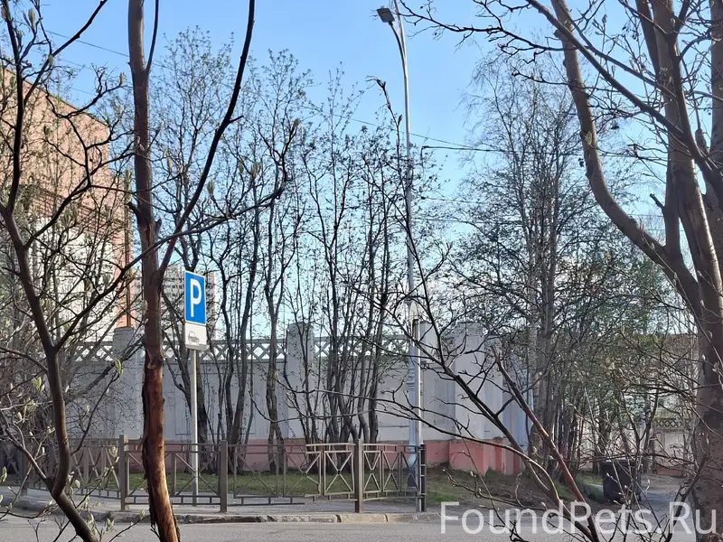 Найден кобель, Мурманск, район центрального стадиона