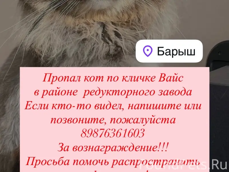 Пропал кот