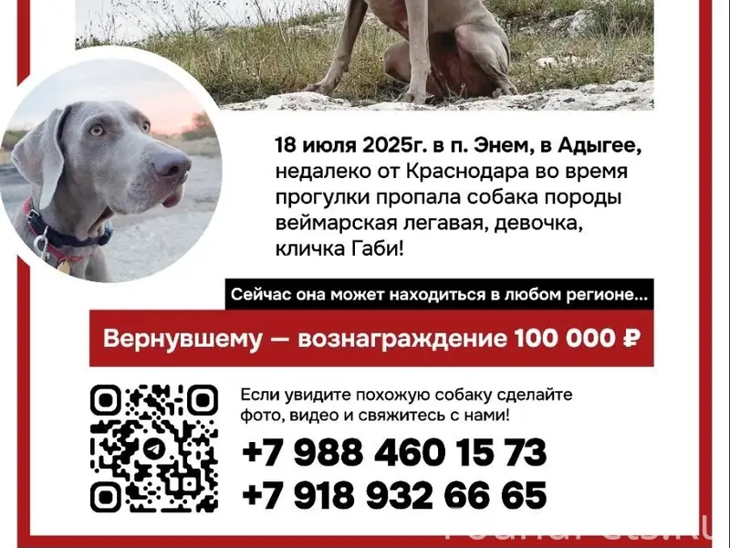 Пропала веймарская легавая Габи, п. Энем, Адыгея