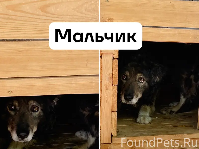 Пропавшие собаки, ул. Железнодорожная, 1