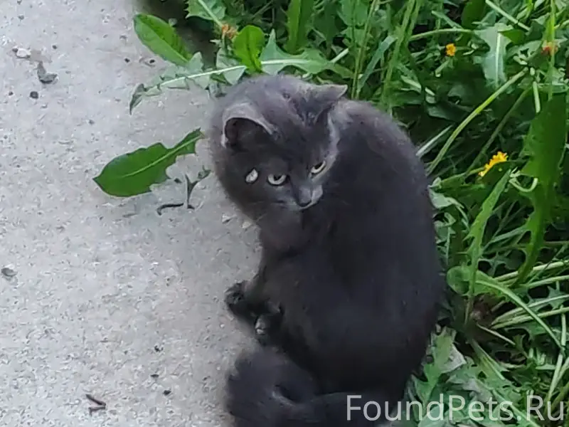 Найден котёнок, Уфимская 14