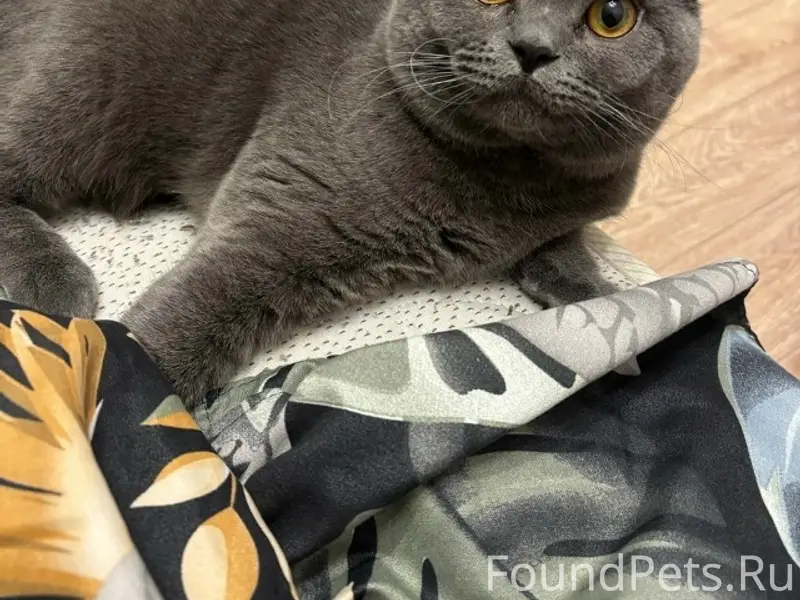 Пропал британский котик Томас, район улицы Ленина