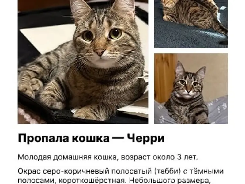 Пропала кошка Черри, без места
