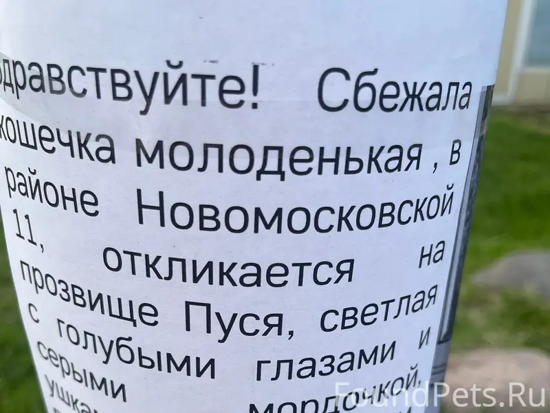 Пропала кошка, улица Новомосковская