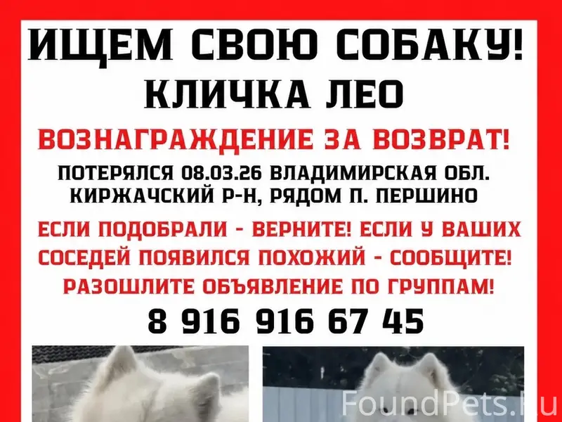 Пропал самоед Лео, Владимирская область