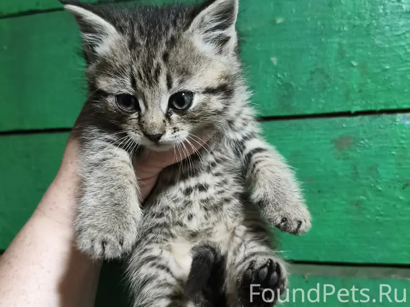 Найден котёнок, улица Ленина