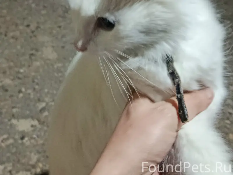 Найдена кошка, Рижская, д. 7