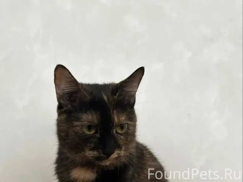 Пропала кошка, район коробки