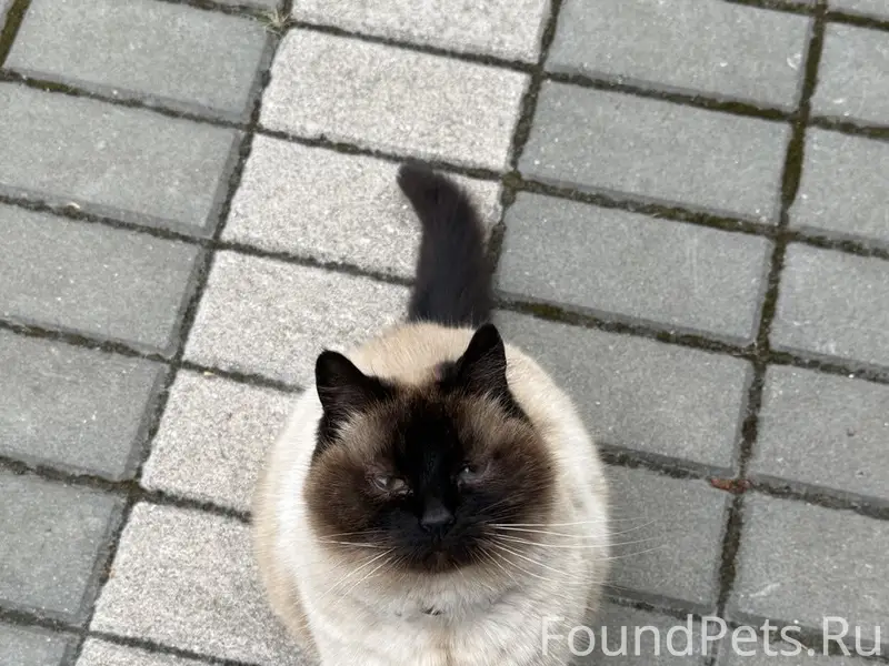 Пропала кошка