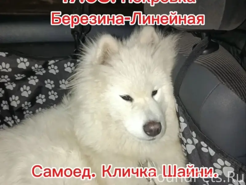 Пропала собака, район Покровки