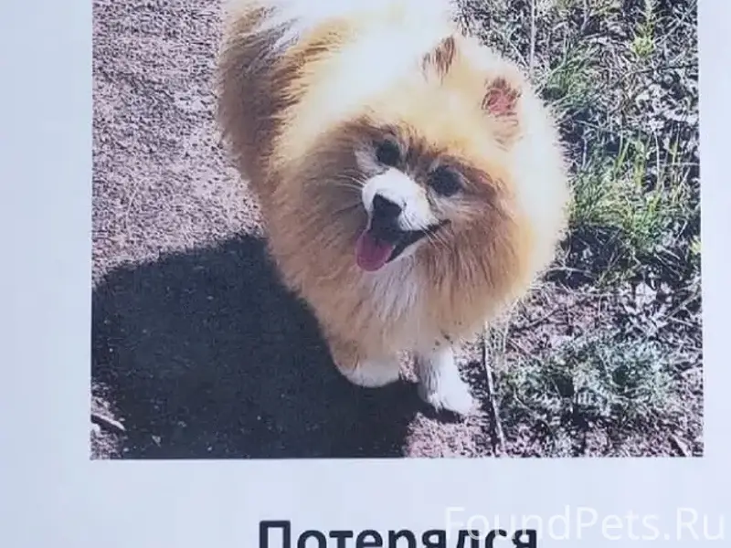 Пропал домашний питомец, Мазули