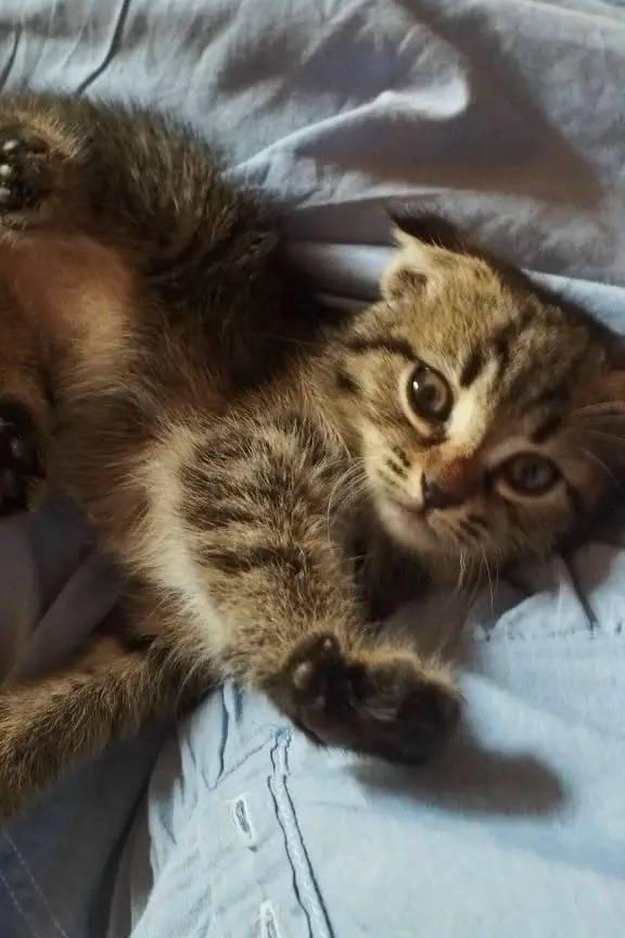 Найден котёнок-девочка, район РЭО