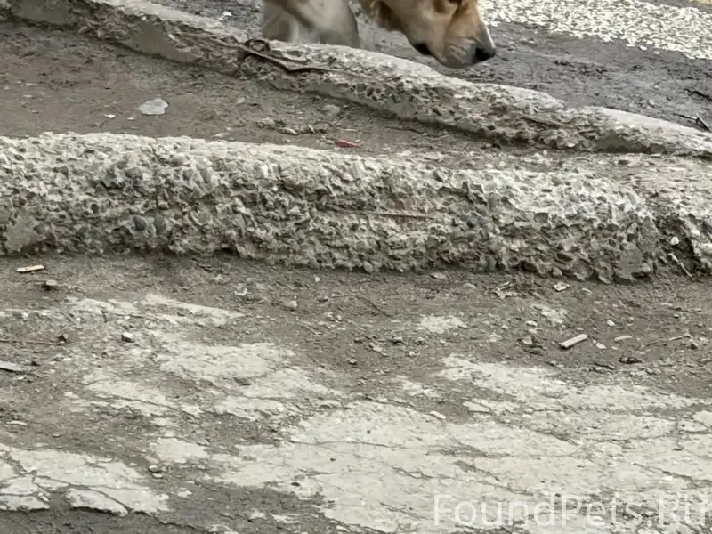 Пропала собака, район Каштака