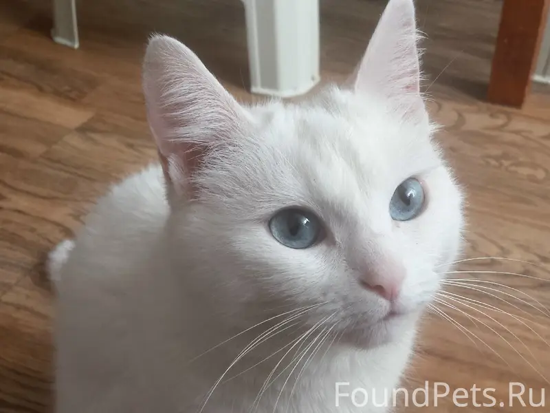 Пропала кошка, с. Мякса